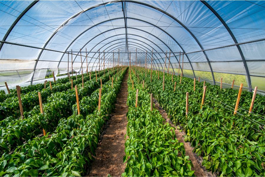 Agriculture sector 4